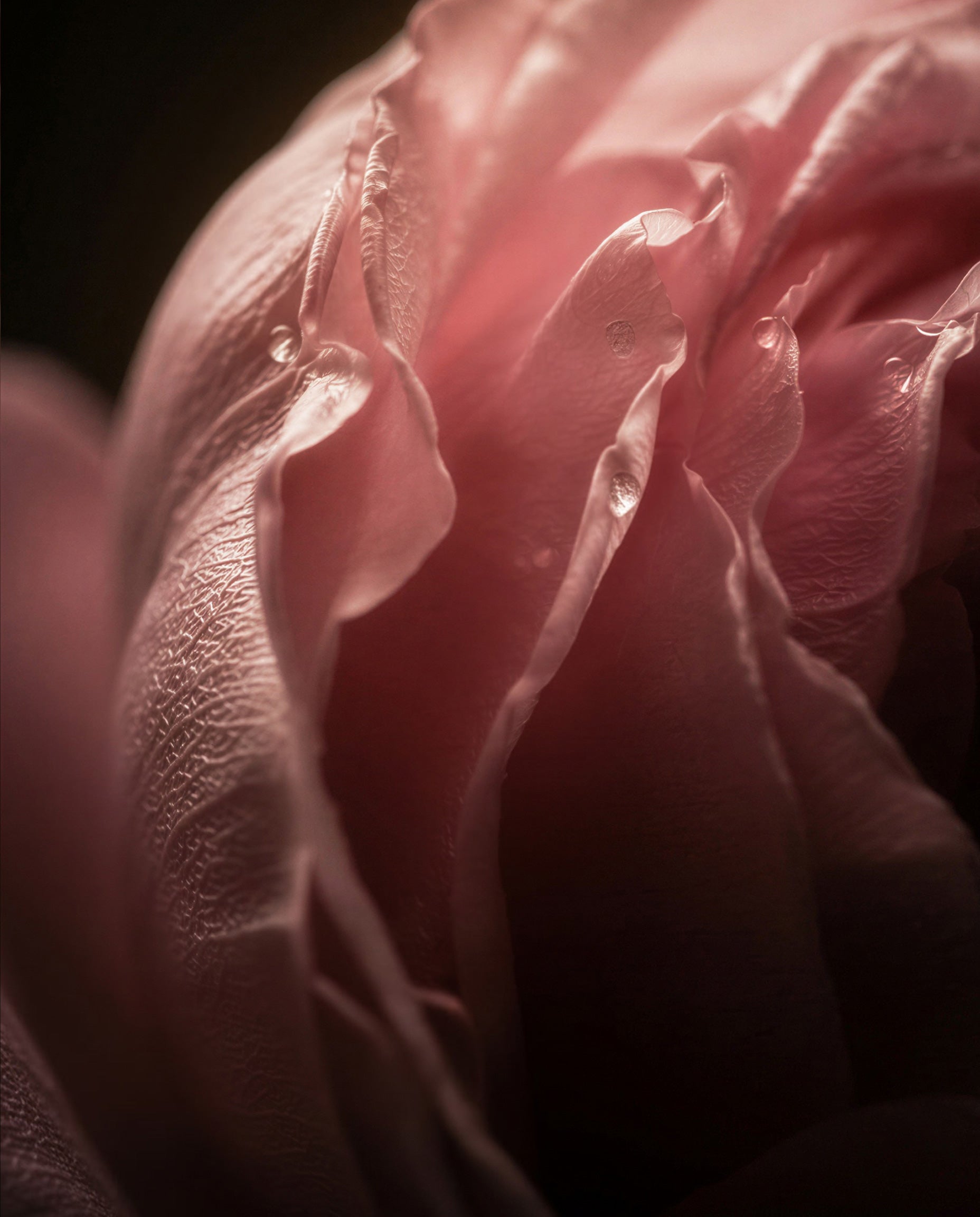 ROSE SENSUELLE